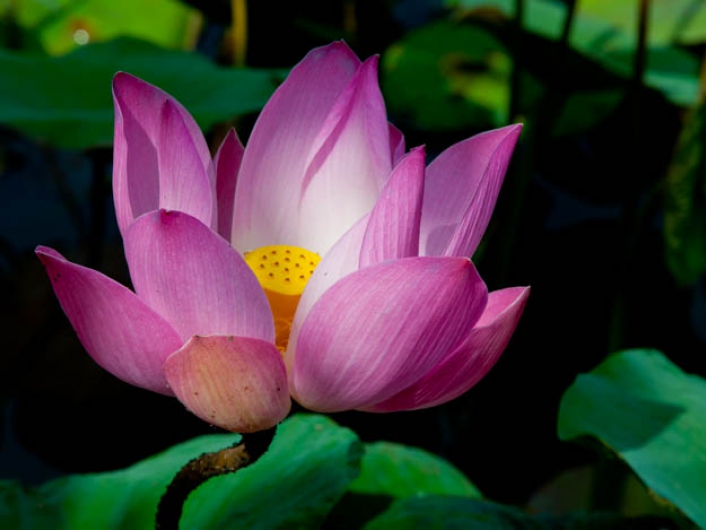 Lotus Blossom @ Cafe Lotus in Ubud