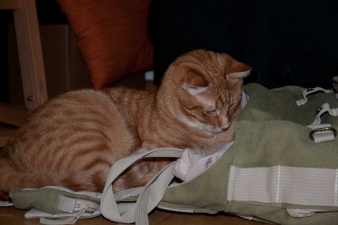 Elwood und Fidibus-2-2.jpg