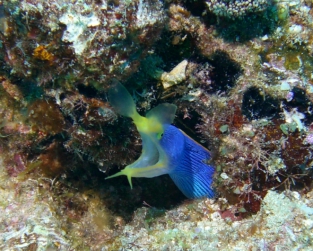 Blue Ribbon Eel, Fiji 2006, Rainbow Reef