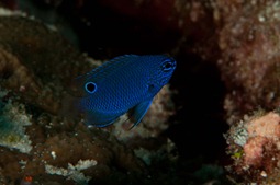 Blauer Fisch, Raja Ampat 2010