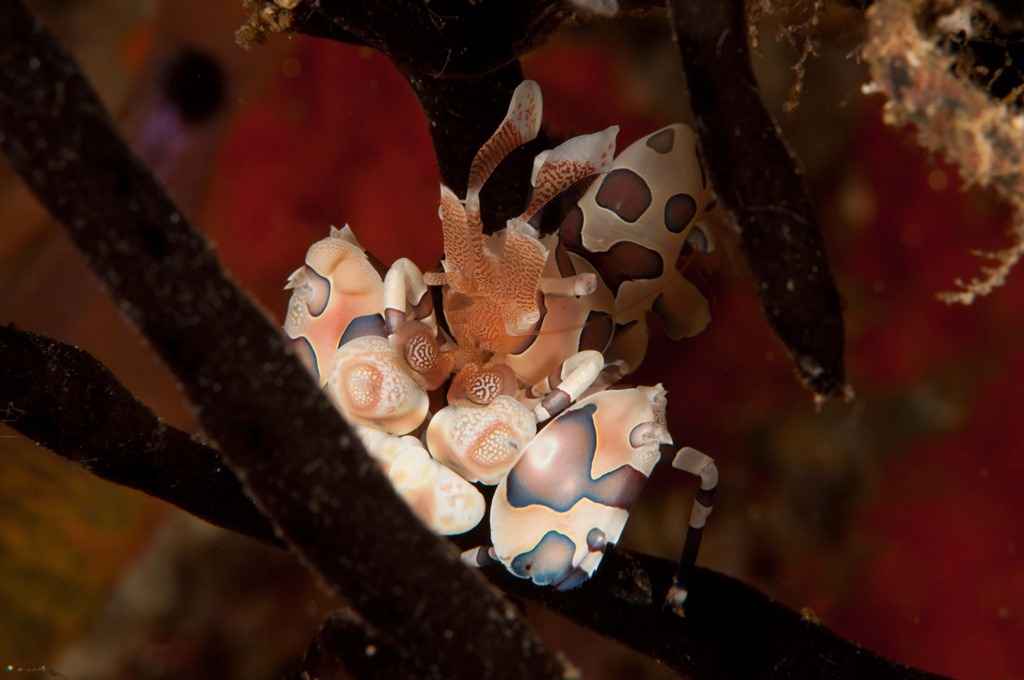 Harlekin Garnele, Raja Ampat 2010