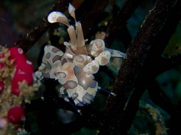 Harlekin Garnele, Raja Ampat 2010