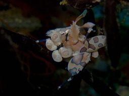 Harlekin Garnele, Raja Ampat 2010