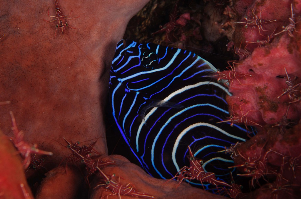 Kaiserfisch, Bali 2011