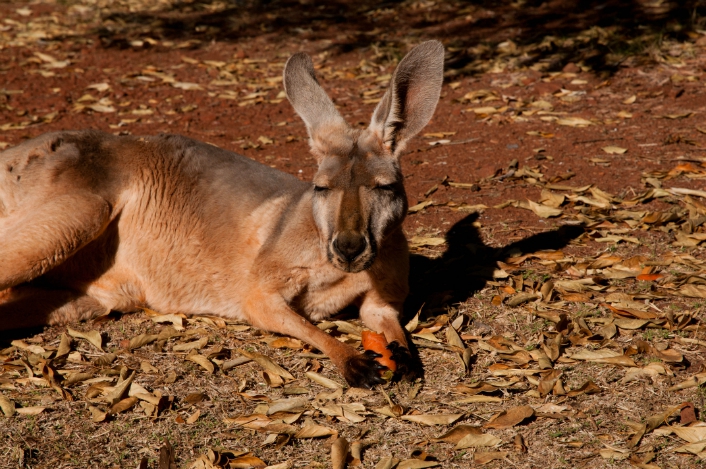 pilbara-10