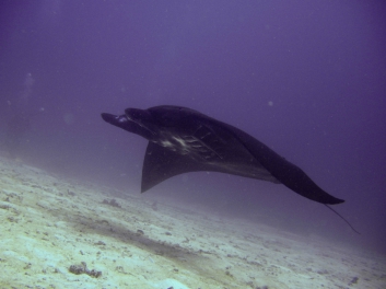 raja-ampat-2009-20