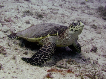 raja-ampat-2009-21