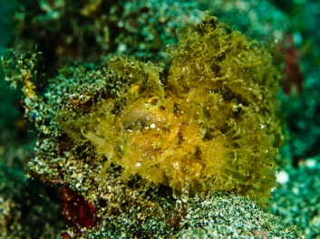 lembeh-2009-10