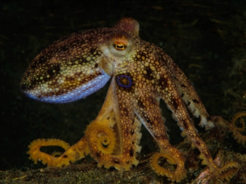 lembeh-2009-11