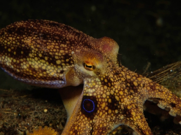 lembeh-2009-12