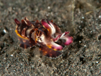 lembeh-2009-13