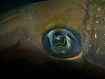 lembeh-2009-14