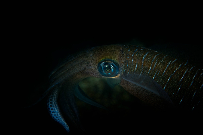 lembeh-2009-15