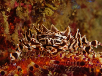 lembeh-2009-17