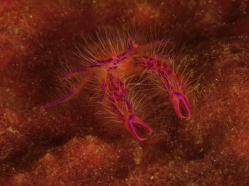 lembeh-2009-18