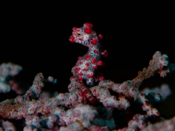 lembeh-2009-22