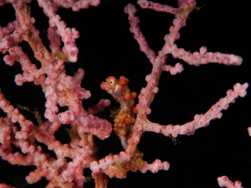 lembeh-2009-23