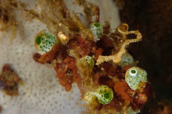 lembeh-2009-24