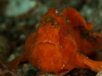 lembeh-2009-6