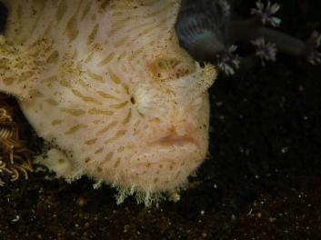 lembeh-2009-7