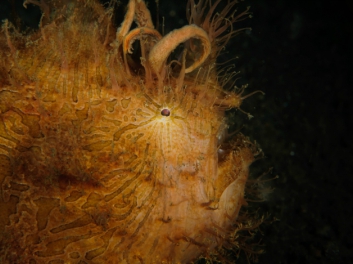 lembeh-2009-8