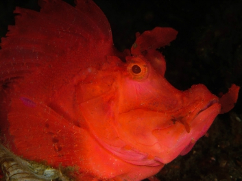 lembeh-2009-9