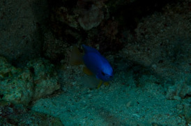 blauerfisch-15b35d1