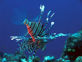 Lion Fish, Fiji 2006