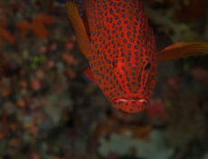 09-12-10-raja-ampat-104