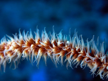 Black Coral Sea Wipe, Fiji 2006