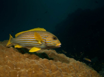 11-12-10-raja-ampat-346