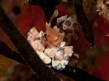 09-12-10-raja-ampat-147