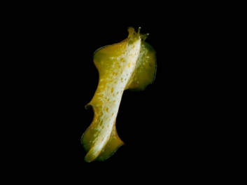 pelagian-6-tag-181