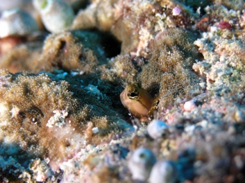 Blenny, Fiji 2006