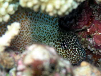 Leopard Blenny, Fiji 2006