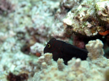 Blenny, Fiji 2006