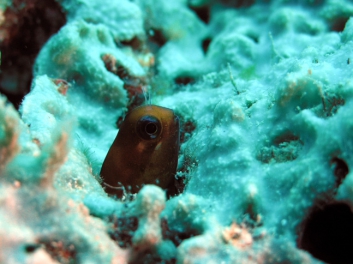 Blenny, Fiji 2006