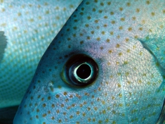 2007 Aegypten Lahami Bay, Zackenbarsch