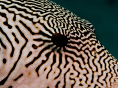 raja-ampat-18