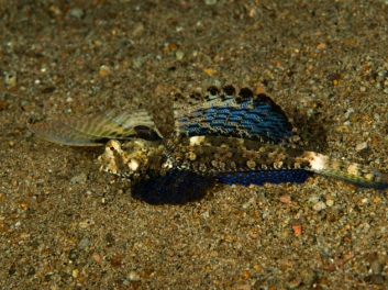 28-12-2012-sumilon-dauin-80