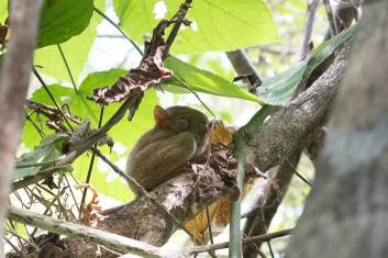 2012-bohol-20