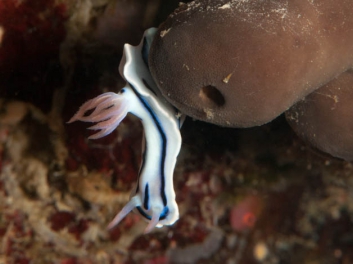 Chromodoris lochi Rudman 1982