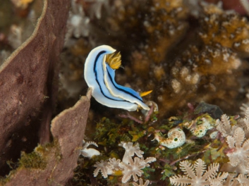 Chromodoris sp 30