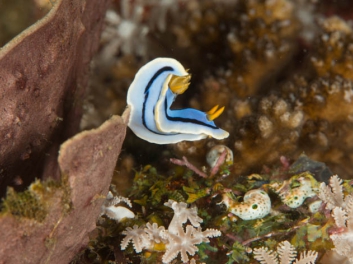 Chromodoris sp 30