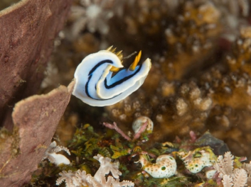 Chromodoris sp 30