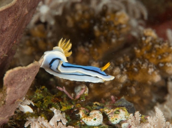 Chromodoris sp 30