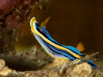 Chromodoris annae Bergh 1877 (171)