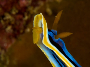 Chromodoris annae Bergh 1877 (171)