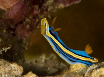 Chromodoris annae Bergh 1877 (171)