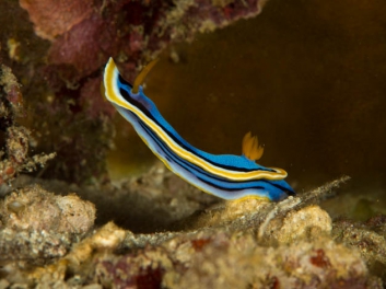 Chromodoris annae Bergh 1877 (171)